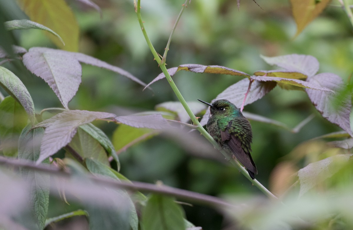 kolibřík turmalinový - ML406889461