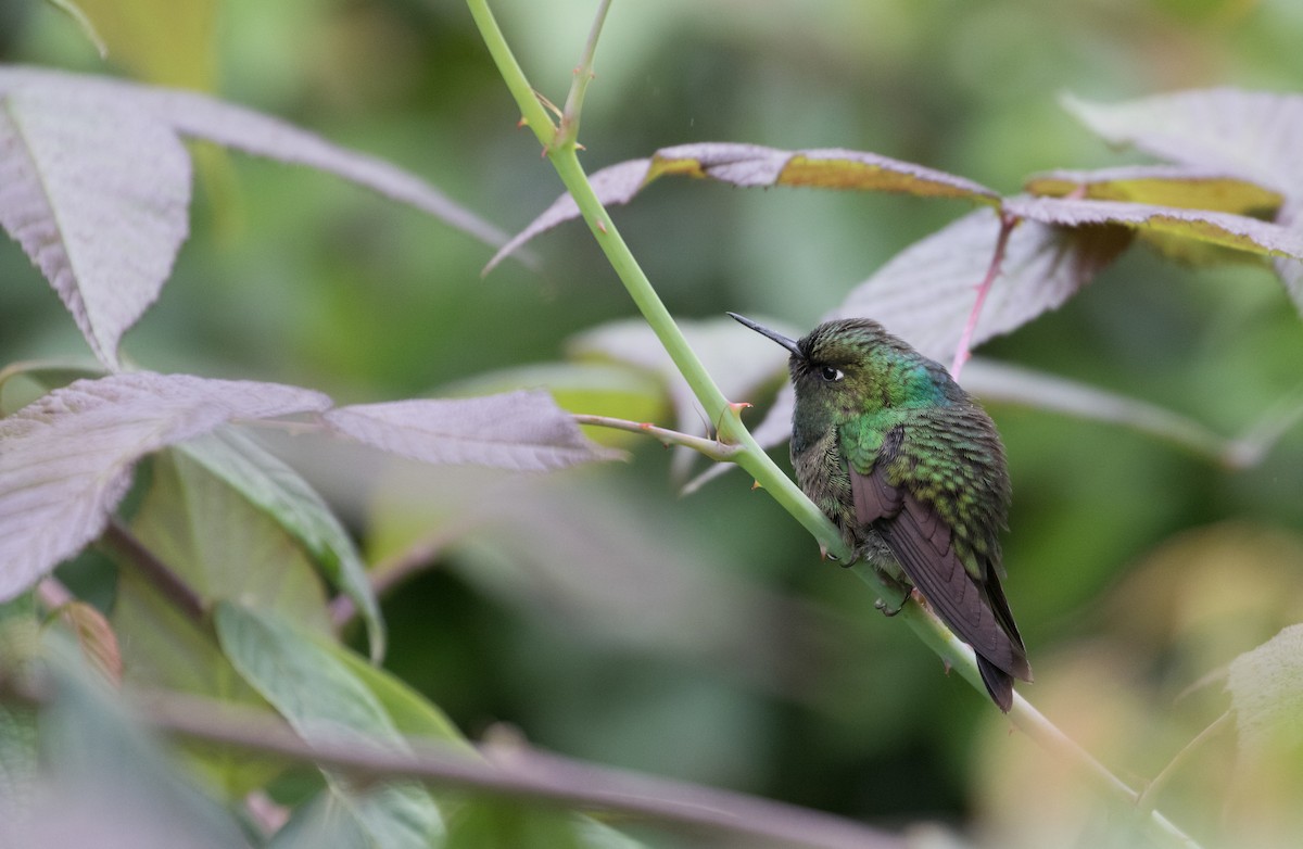 kolibřík turmalinový - ML406889501