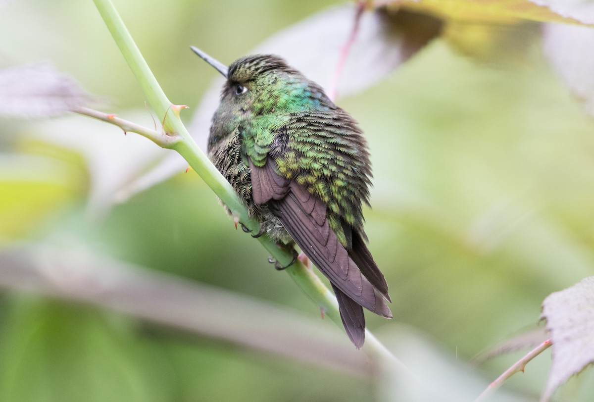 kolibřík turmalinový - ML406889521