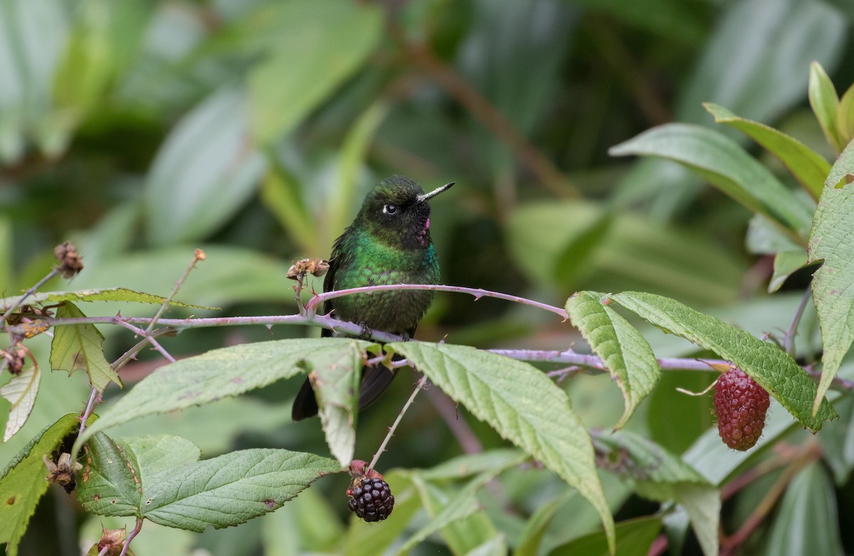 kolibřík turmalinový - ML406889611