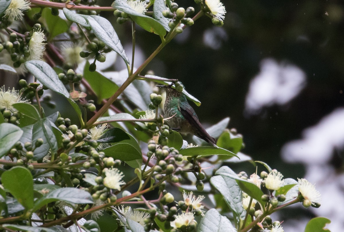 kolibřík dřišťálový - ML406889741