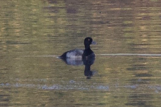 Greater Scaup - ML406894211