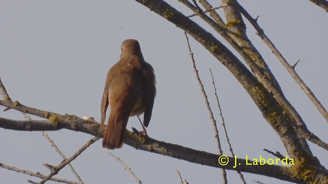 Common Nightingale - ML406900081