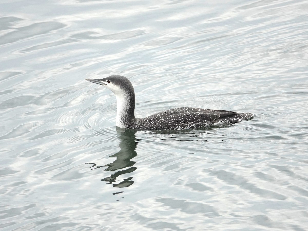 Red-throated Loon - Mark S. Garland