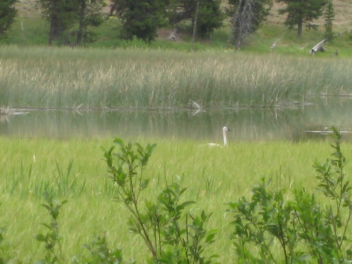 eBird Checklist 5 Jul 2012 Grand Teton NPGrassy Lake Rd. 1 species