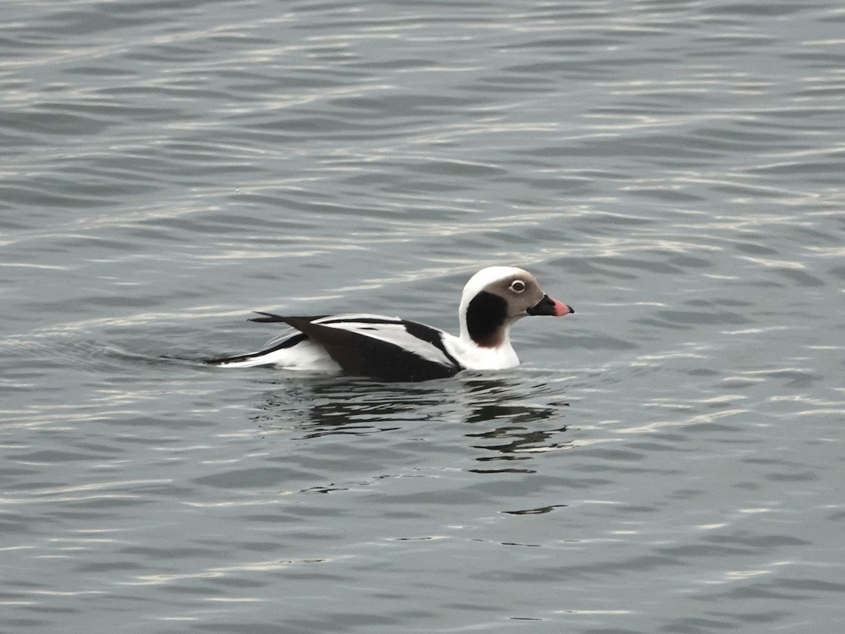 Long-tailed Duck - Mark S. Garland