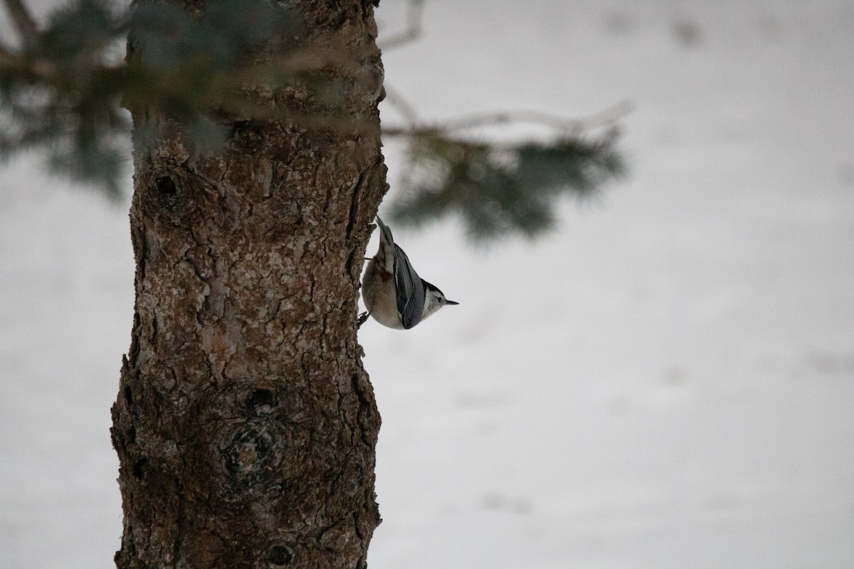 White-breasted Nuthatch - ML406904311