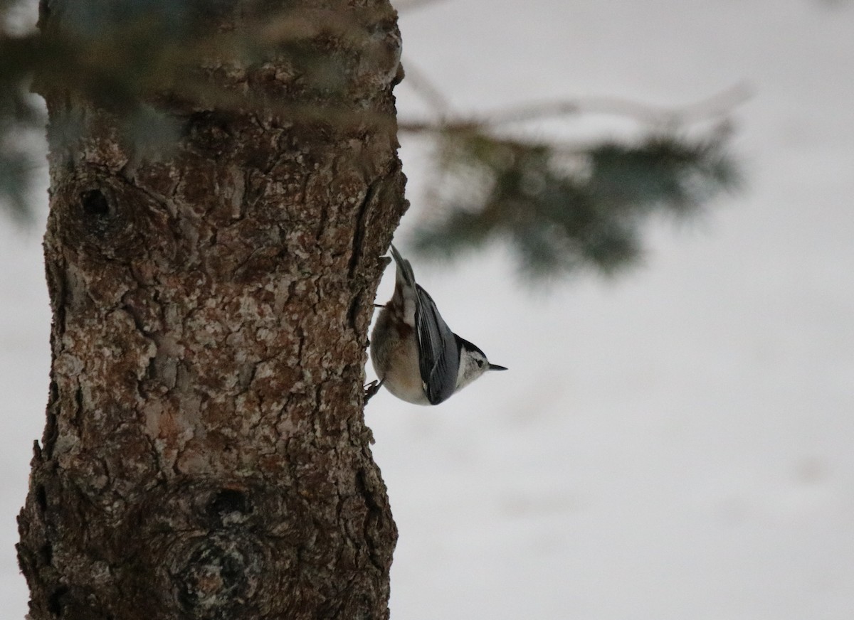 White-breasted Nuthatch - ML406904331