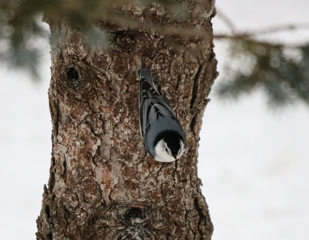 White-breasted Nuthatch - ML406904361