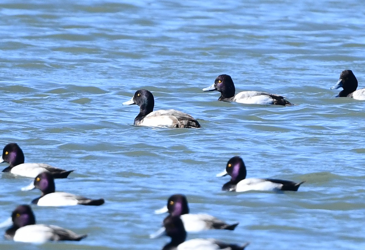 Greater Scaup - ML406906761