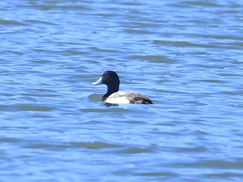 Greater Scaup - ML406907331
