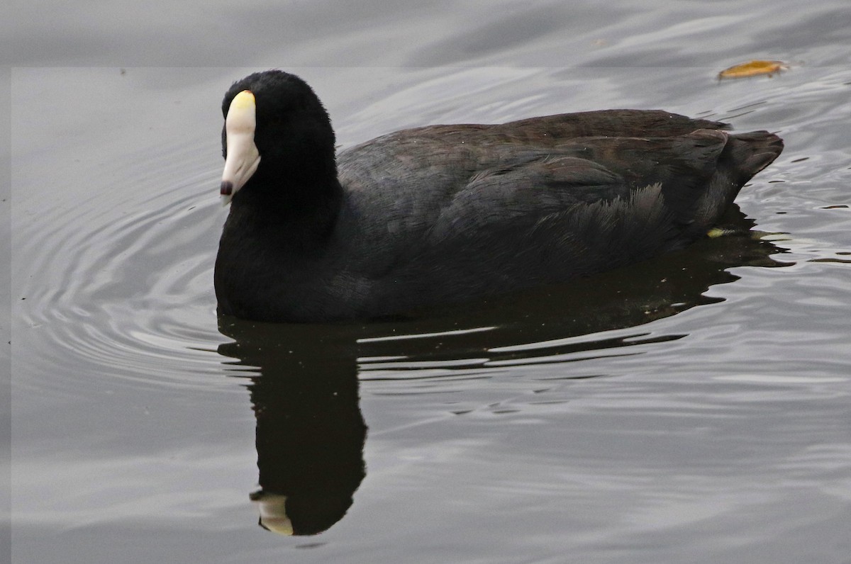 American Coot (White-shielded) - Don Roberson