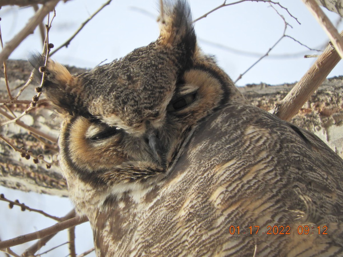 Great Horned Owl - ML406913241