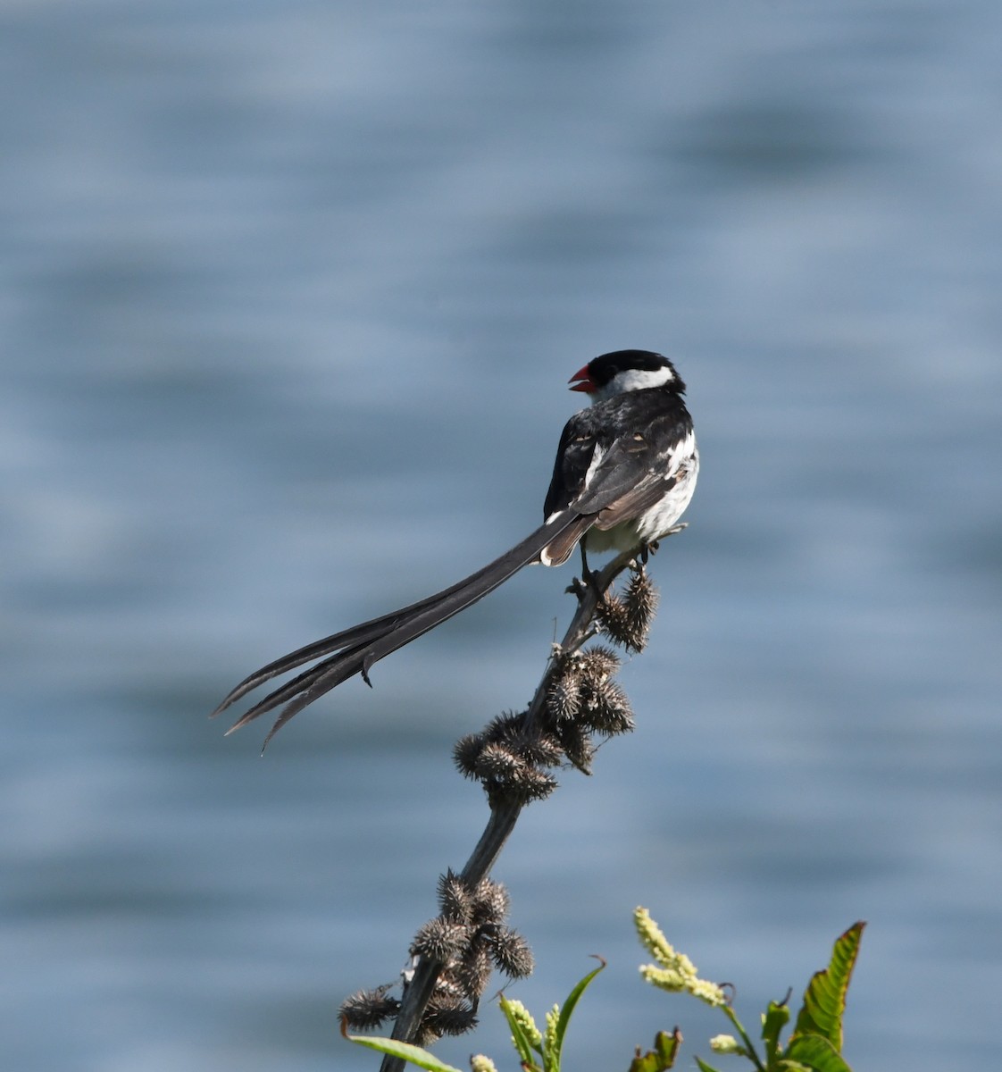 Pin-tailed Whydah - ML406921121