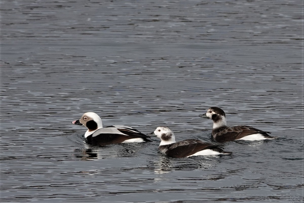 Long-tailed Duck - ML406921271