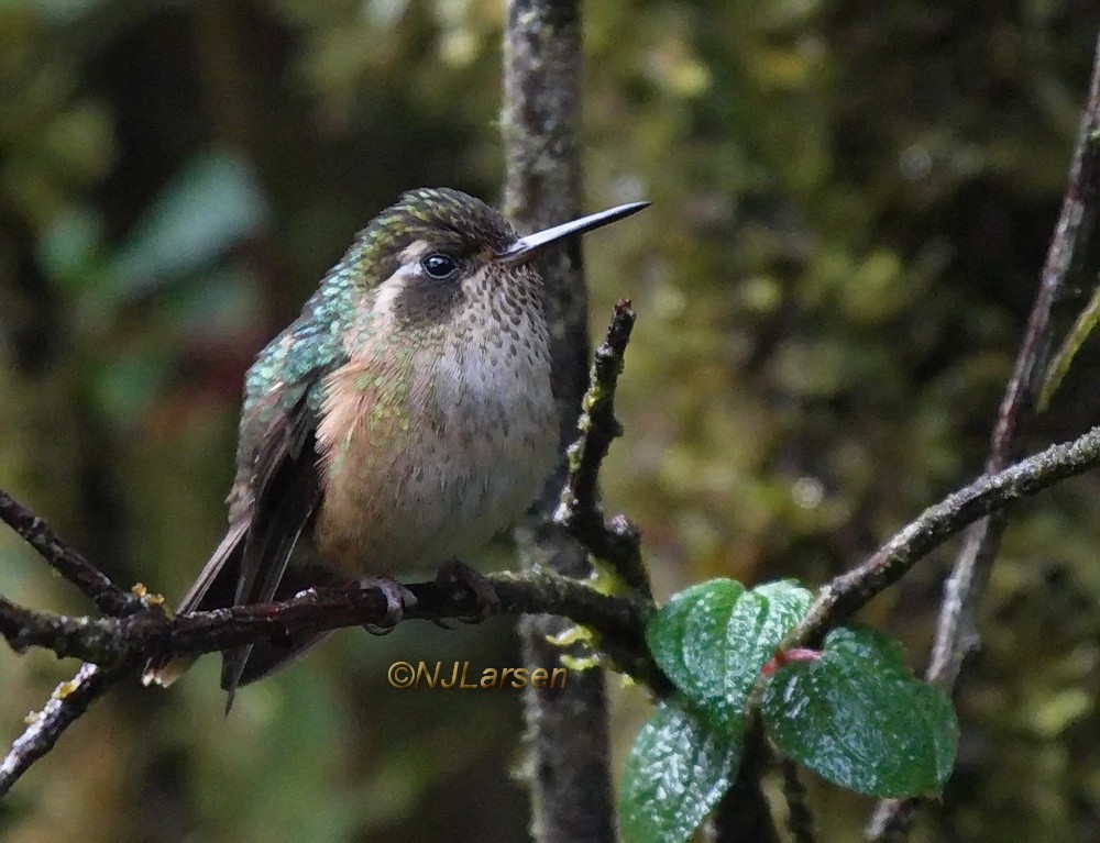 Speckled Hummingbird - ML406924441