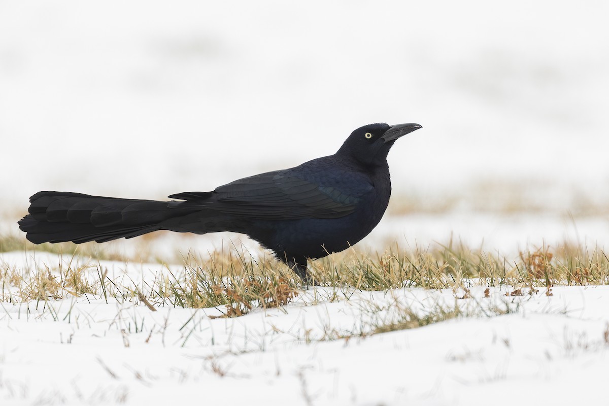 Great-tailed Grackle - ML406927801