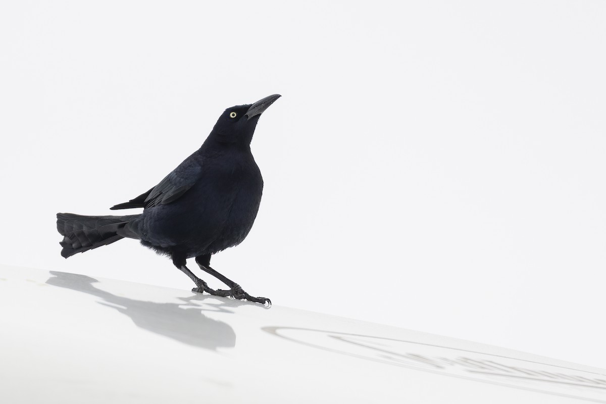 Great-tailed Grackle - ML406927821