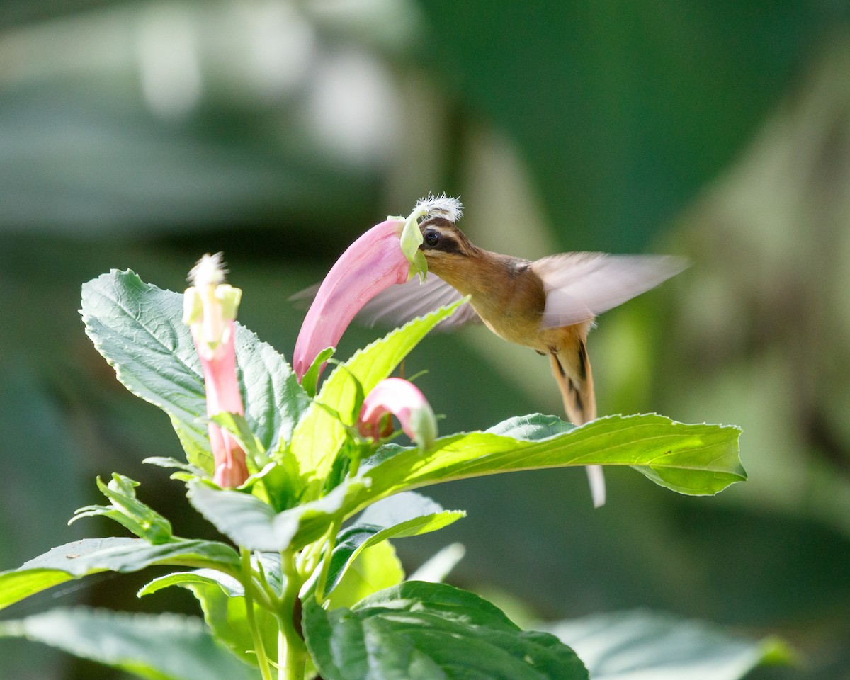kolibřík skořicový - ML406928721