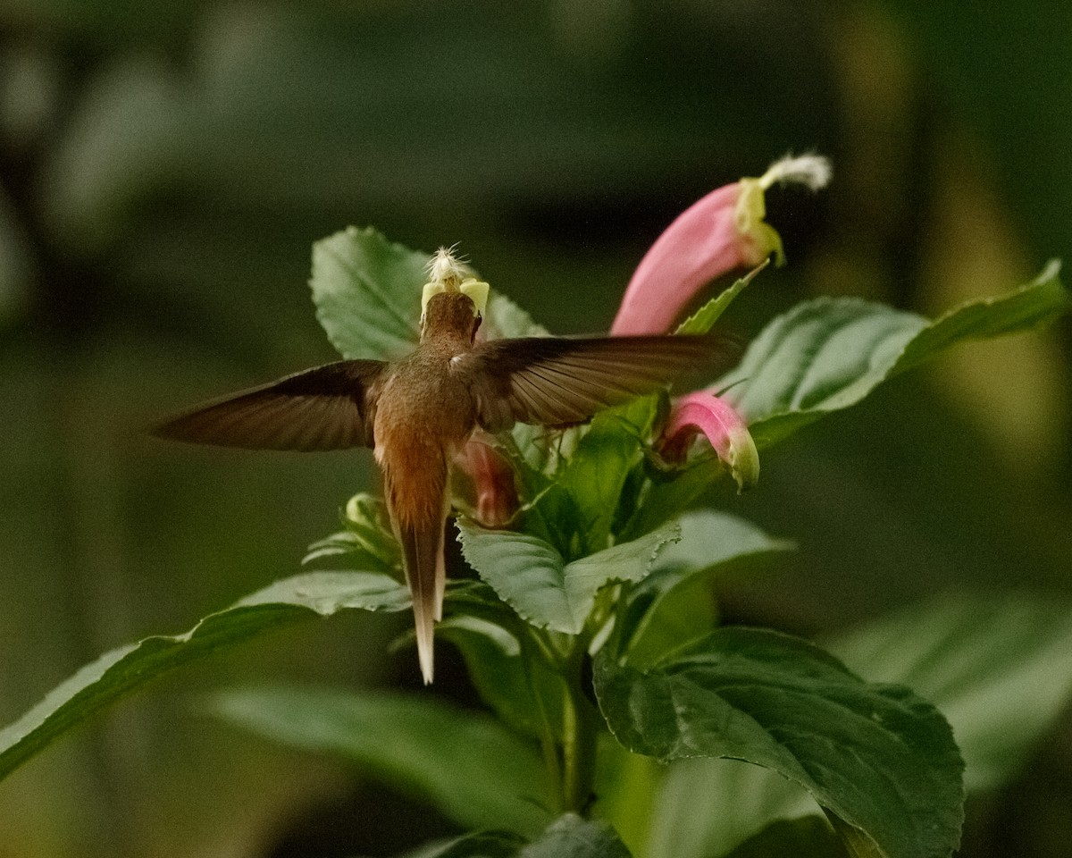 kolibřík skořicový - ML406928891