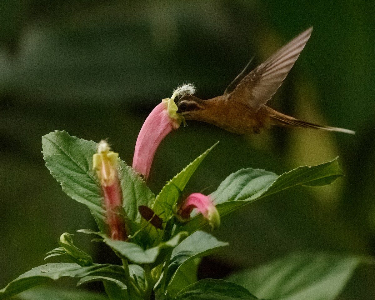 kolibřík skořicový - ML406929061