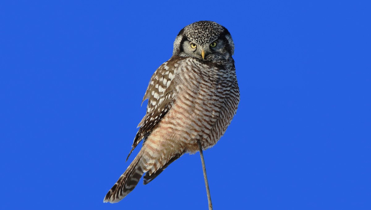 Northern Hawk Owl - ML406931541