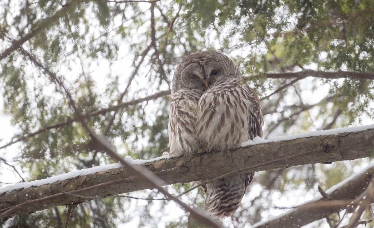 Barred Owl - ML406935401