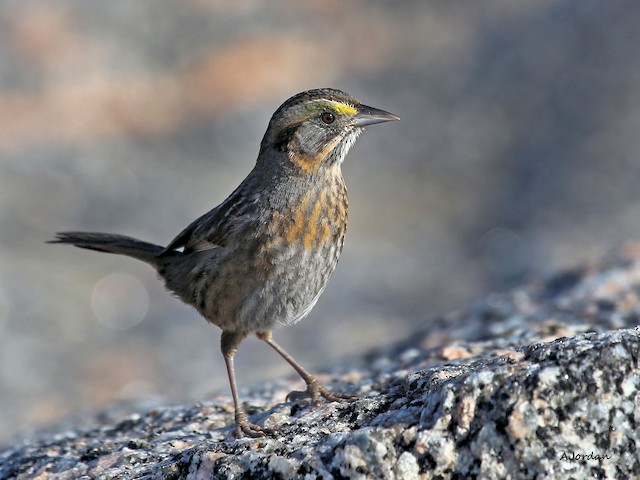 Adult (Gulf of Mexico) - Seaside Sparrow - 