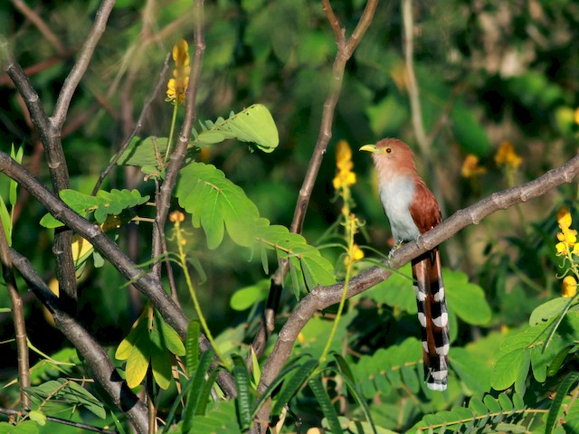  - Squirrel Cuckoo (Amazonian) - 