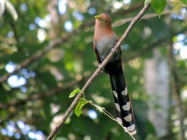 Adult (Middle America) - Squirrel Cuckoo - 