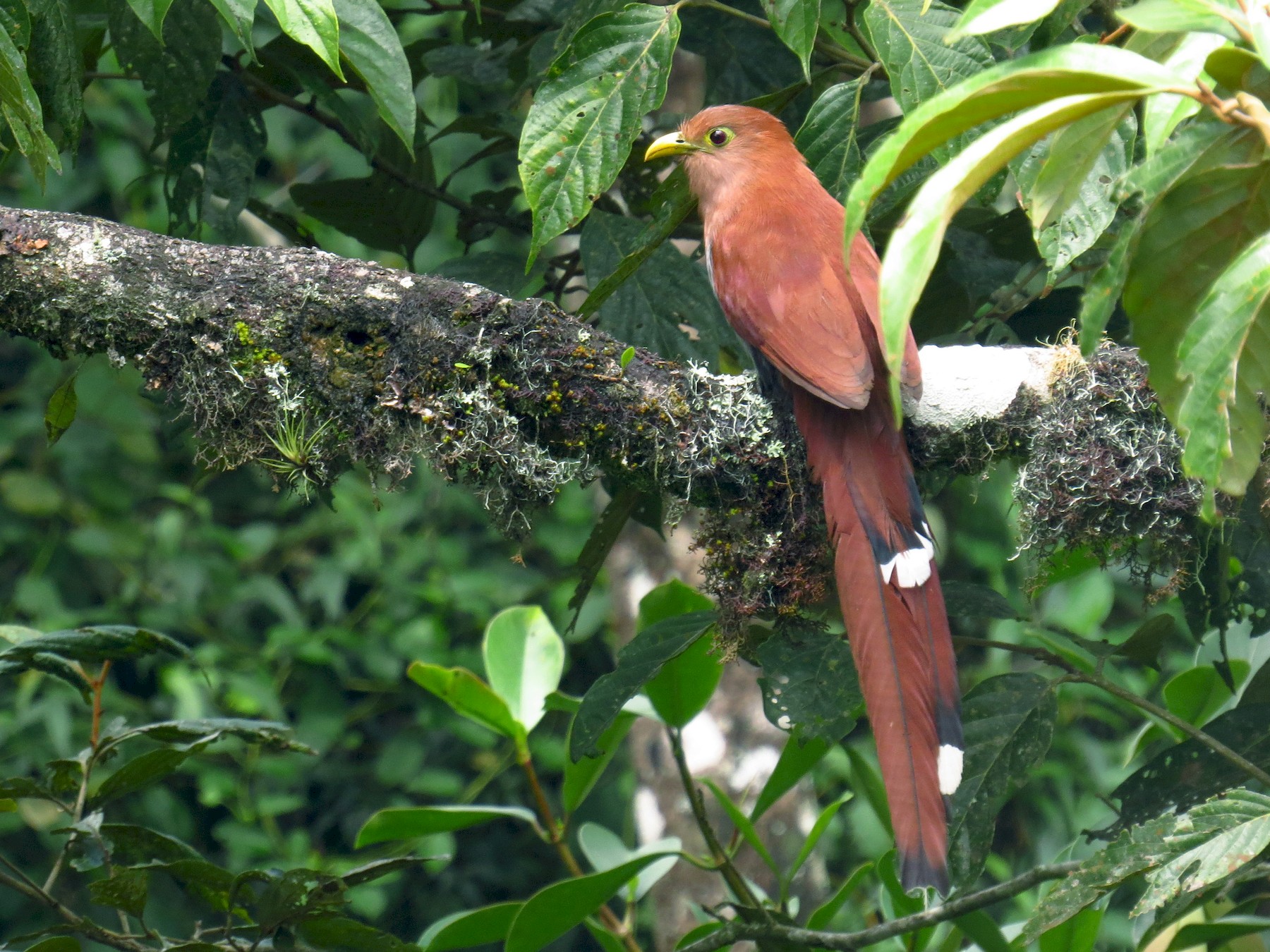 Squirrel Cuckoo - Juan Sebastian Moreno