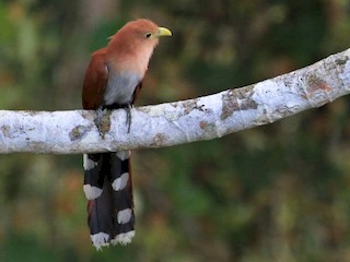  - Squirrel Cuckoo
