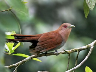 成鳥 (Amazonian) - Scott (瑞興) LIN(林) - ML40695951
