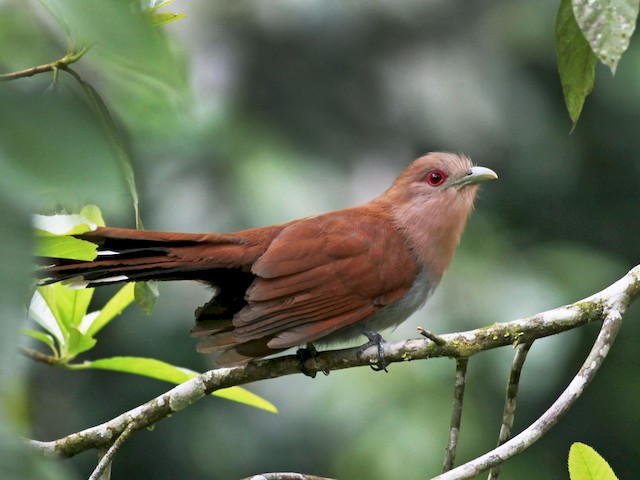 Adult (Amazonian) - Squirrel Cuckoo - 