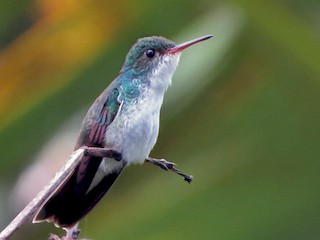  - White-bellied Emerald