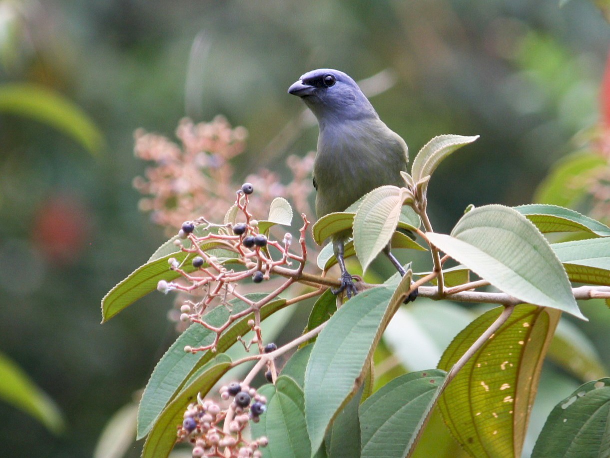 Yellow-winged Tanager - adam zions