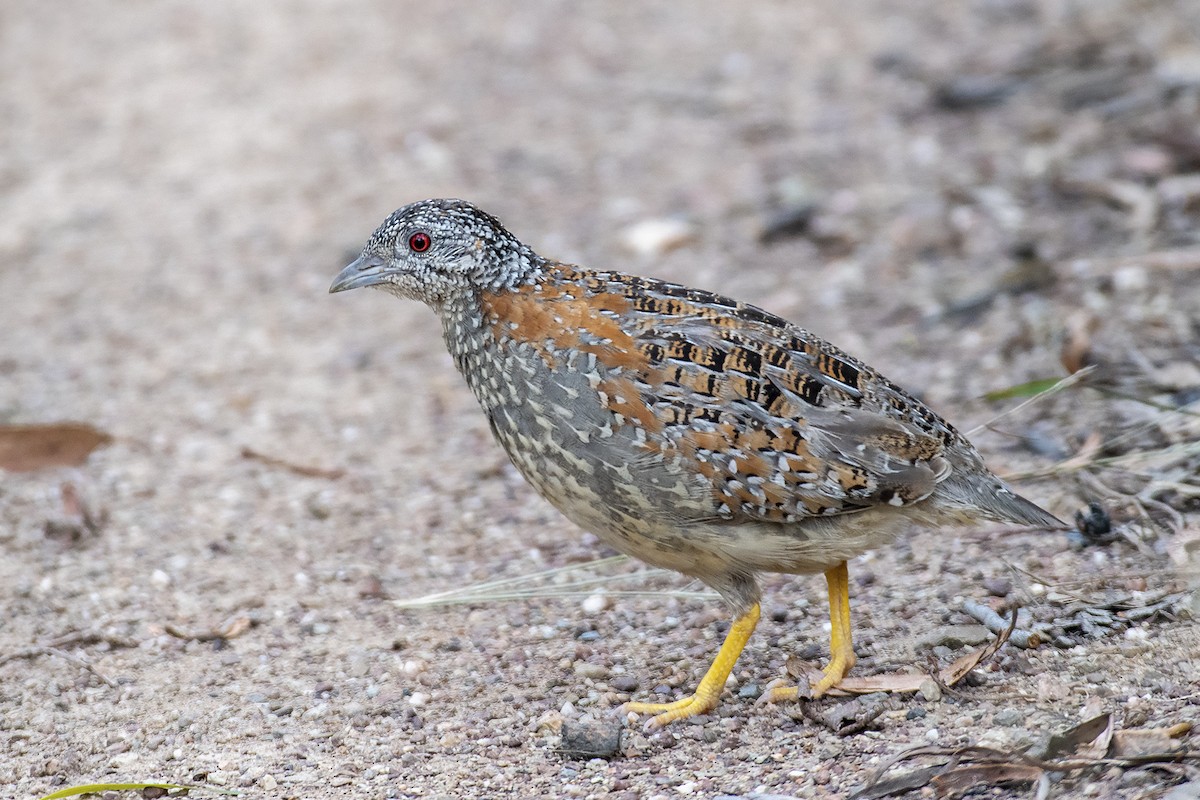 Painted Buttonquail - ML406962541