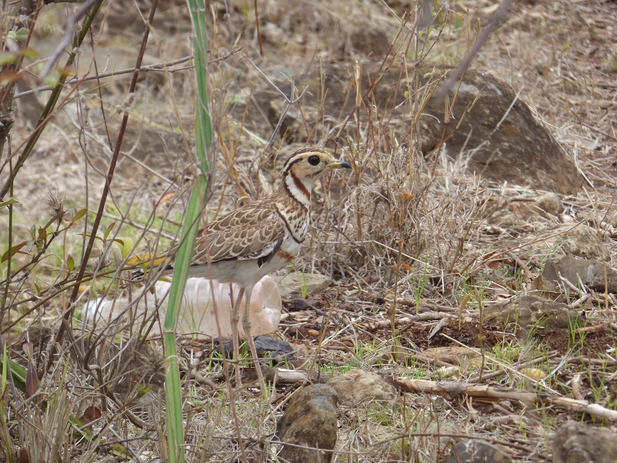 Three-banded Courser - ML40696721