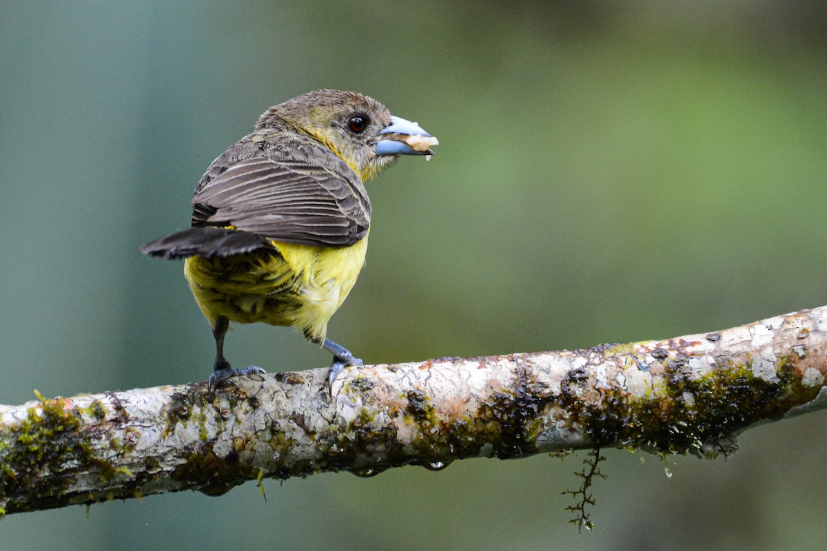 Flame-rumped Tanager - ML406990121