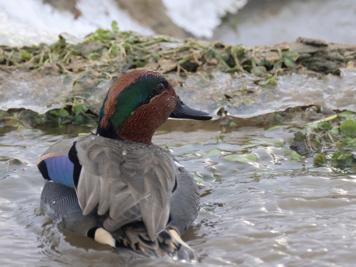 Green-winged Teal (American) - Andy Wilson