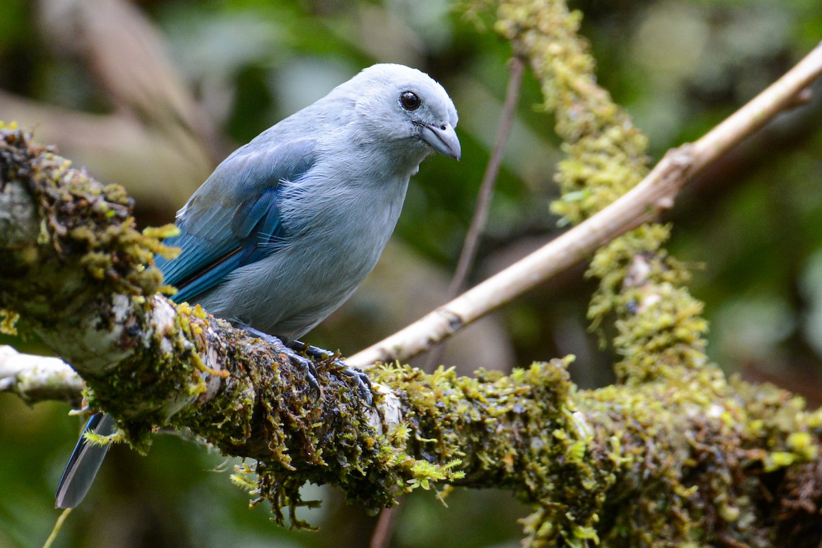 Blue-gray Tanager - ML406996831