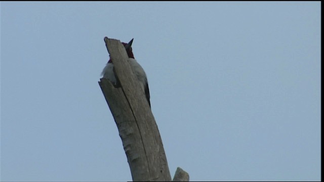 Red-headed Woodpecker - ML407007
