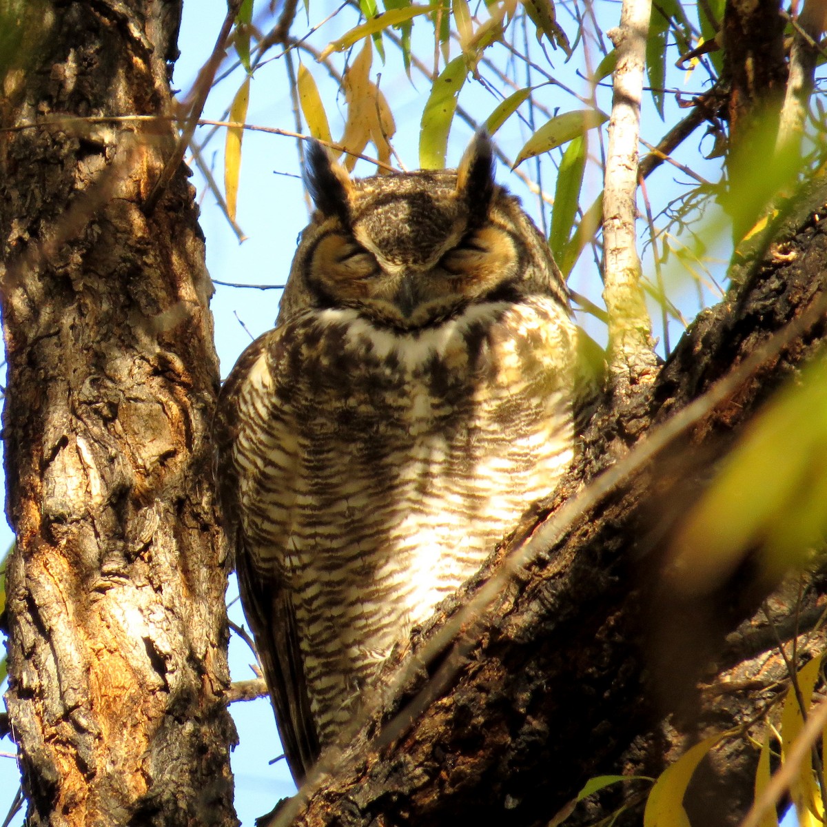 Great Horned Owl - ML40701181