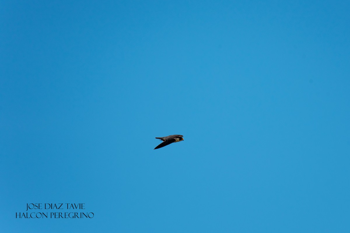 Peregrine Falcon (South American) - jose diaz tavie
