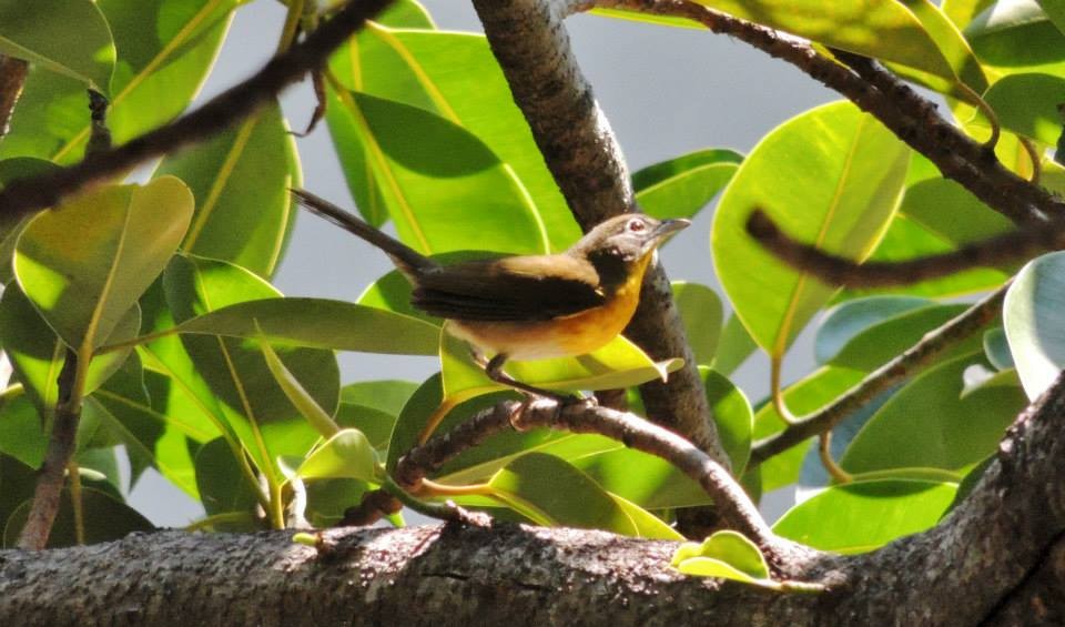 Yellow-breasted Chat - Noam Markus