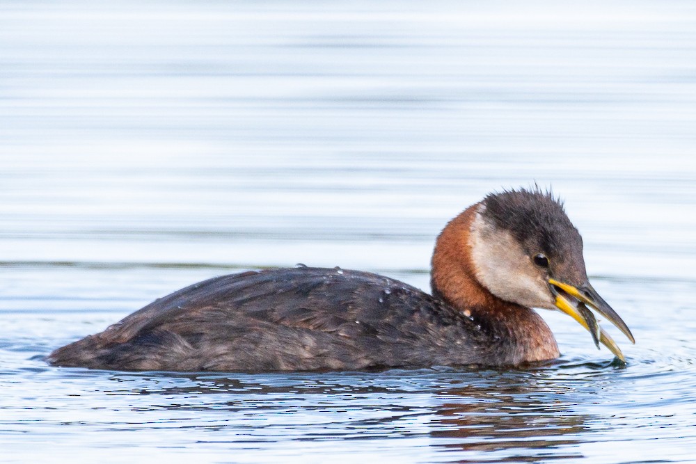 Red-necked Grebe - ML407020861