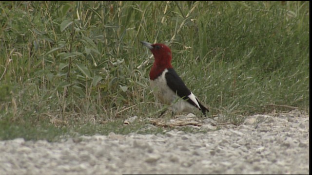 Red-headed Woodpecker - ML407026