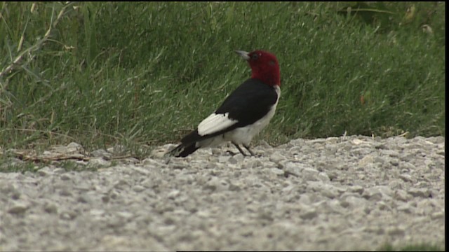 Red-headed Woodpecker - ML407027