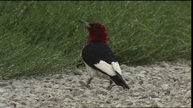 Red-headed Woodpecker - ML407028