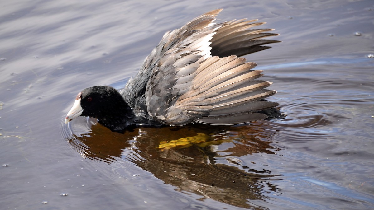 American Coot (Red-shielded) - Mathieu Langlois
